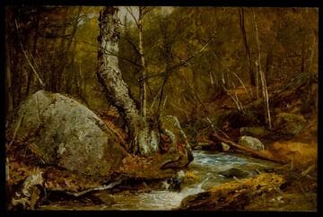 Woodland Interior