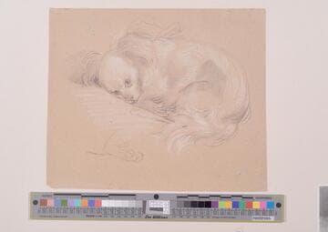 Spaniel Puppy
