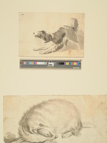 Study of a Dog