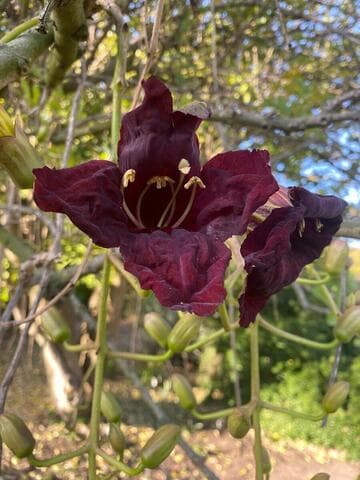 Kigelia africana