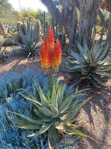 Aloe africana x A. 'Sailor's Warning' hybrid