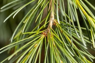 Cedrus deodara