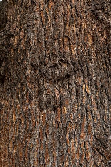 Cedrus deodara