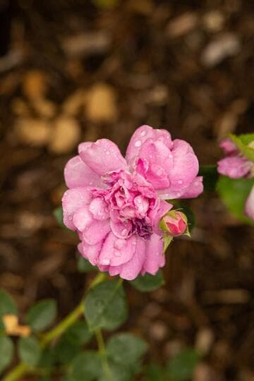 Rosa 'Blue Boy'