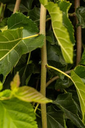 Morus alba 'Teas'