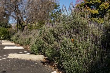 Lavandula dentata