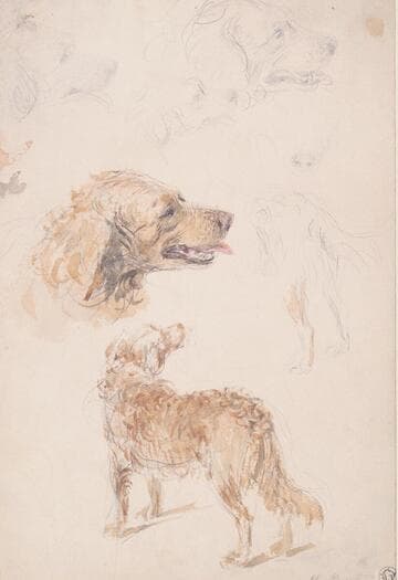 Dog Studies