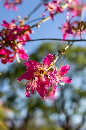 Ceiba speciosa
