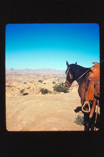 My horse