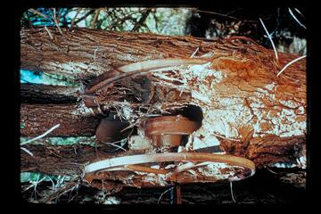 Coffee Grinder, Chuar Creek