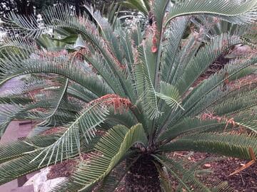Dioon califanoi