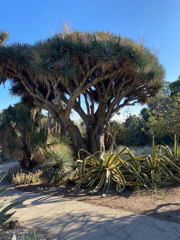 Dracaena draco
