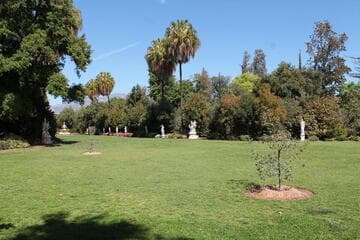 Quercus engelmannii