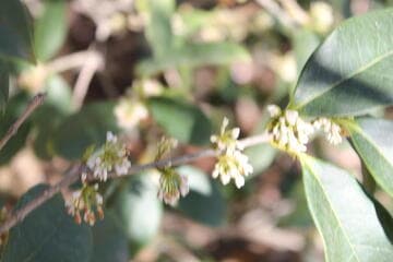 Osmanthus fragrans