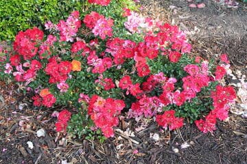 Rosa 'Incendio'