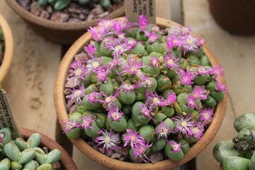 Gibbaeum nuciforme
