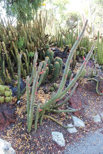 Cleistocactus baumannii