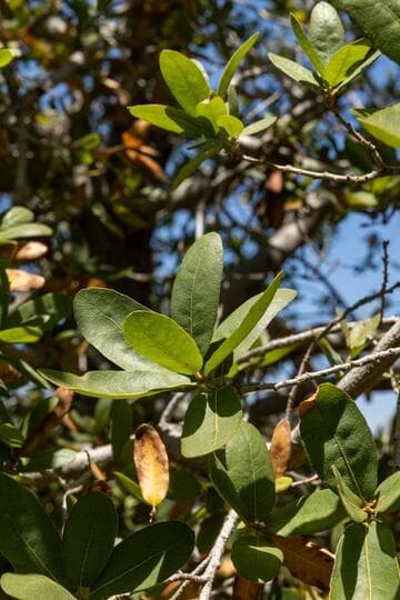 Quercus engelmannii