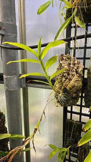 Epidendrum ilense