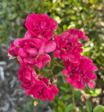 Rosa 'Fairy Queen'