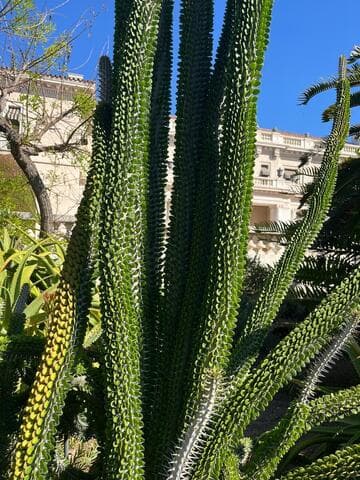 Alluaudia procera