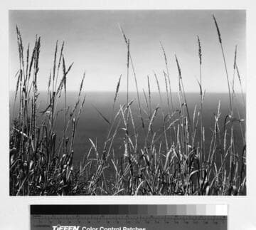 Grass, Big Sur