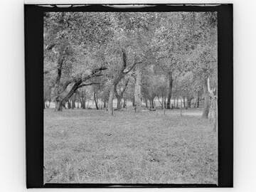 Grove of trees