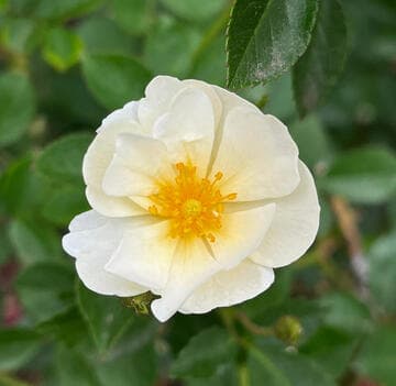 Rosa 'Popcorn'