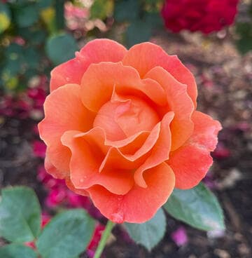 Rosa 'Livin' Easy'