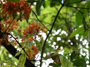 Saraca indica