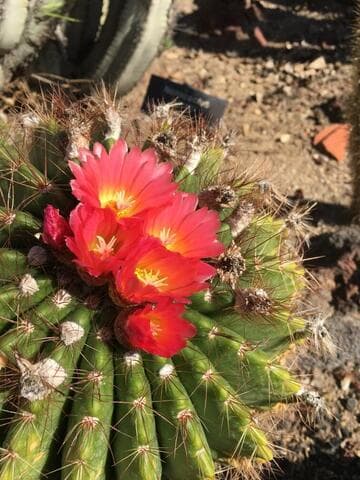 Parodia horstii