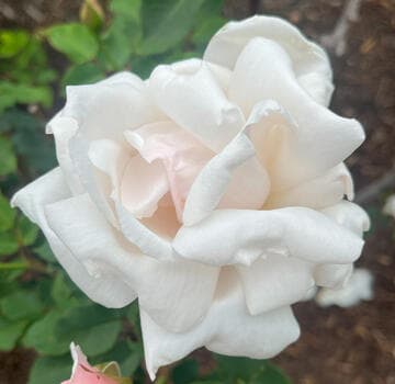 Rosa 'Sweet Afton'