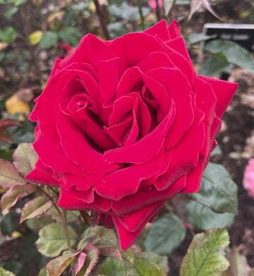 Rosa 'Red Queen'