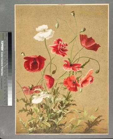 [Poppies]