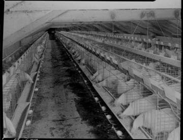 Lawson Poultry Farm