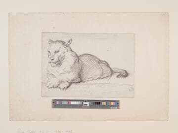 Lioness