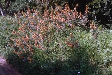 Cuphea micropetala