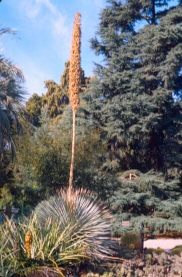 Dasylirion wheeleri