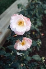Go to image 4.