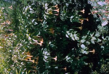 Brugmansia aurea