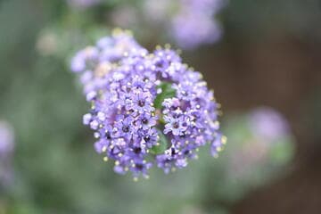 Go to image 11.