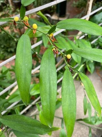 Pothos scandens