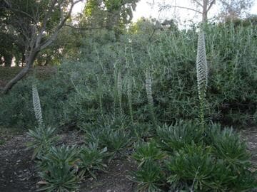 Echium simplex