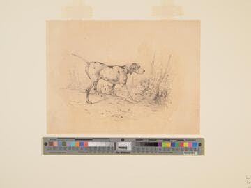 Pointer with Rabbit