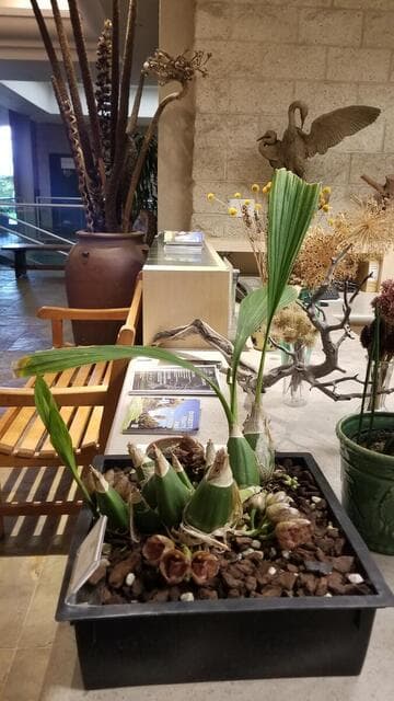Peristeria guttata