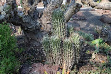 Euphorbia polygona