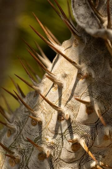 Pachypodium lamerei