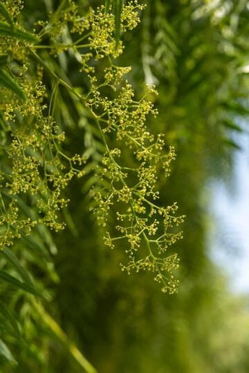 Schinus molle