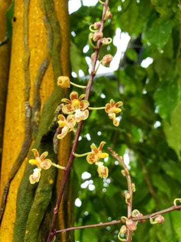 Phalaenopsis chibae