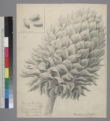 Cone of the Pinon
